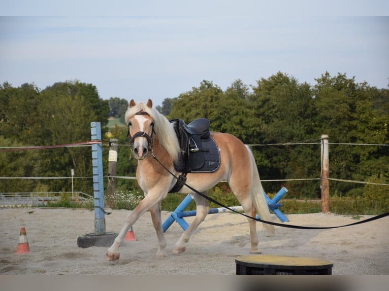 Haflinger Wallach 3 Jahre 150 cm Fuchs in Ried im Innkreis