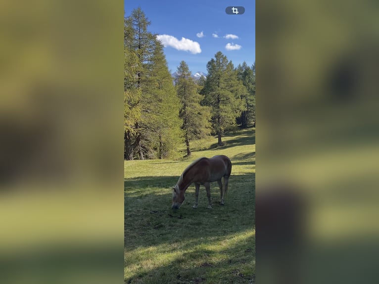 Haflinger Wallach 3 Jahre 150 cm Fuchs in Schönberg im Stubaital