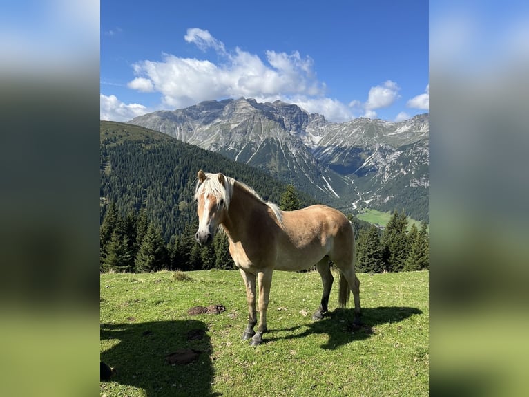 Haflinger Wallach 3 Jahre 150 cm Fuchs in Schönberg im Stubaital