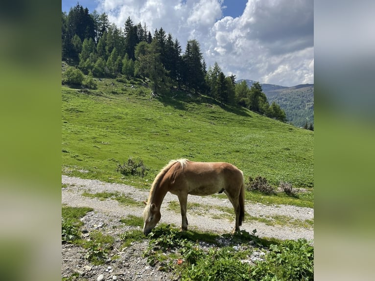 Haflinger Wallach 3 Jahre 150 cm Fuchs in Schönberg im Stubaital