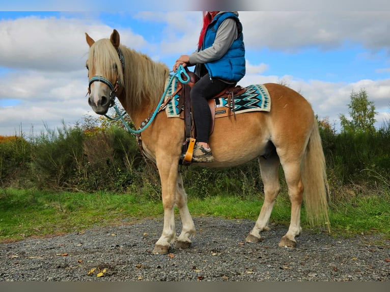 Haflinger Wallach 3 Jahre 150 cm Fuchs in Linkenbach