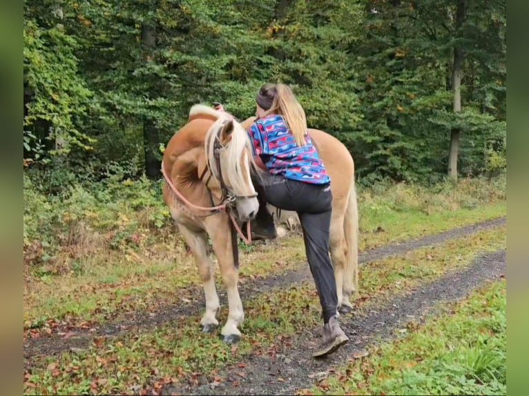 Haflinger Wallach 3 Jahre 150 cm Fuchs in Linkenbach