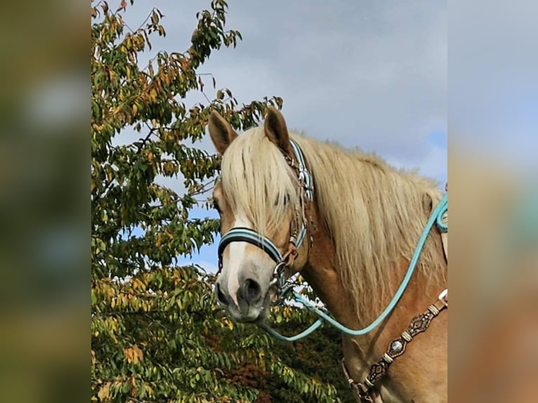 Haflinger Wallach 3 Jahre 150 cm Fuchs in Linkenbach