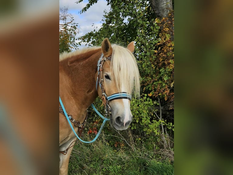 Haflinger Wallach 3 Jahre 150 cm Fuchs in Linkenbach