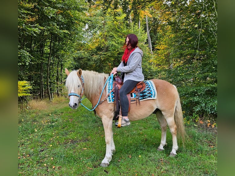 Haflinger Wallach 3 Jahre 150 cm Fuchs in Linkenbach