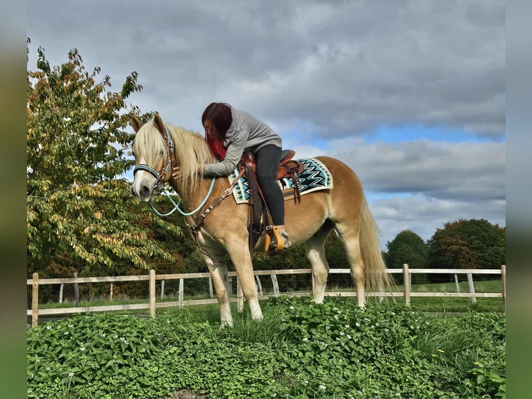 Haflinger Wallach 3 Jahre 150 cm Fuchs in Linkenbach