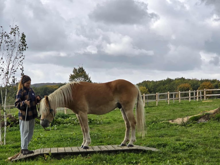 Haflinger Wallach 3 Jahre 150 cm Fuchs in Linkenbach