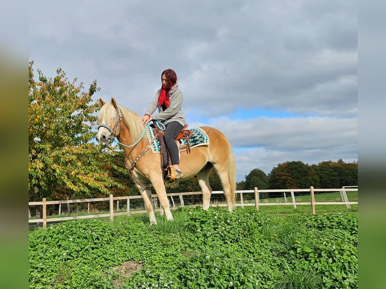 Haflinger Wallach 3 Jahre 150 cm Fuchs in Linkenbach