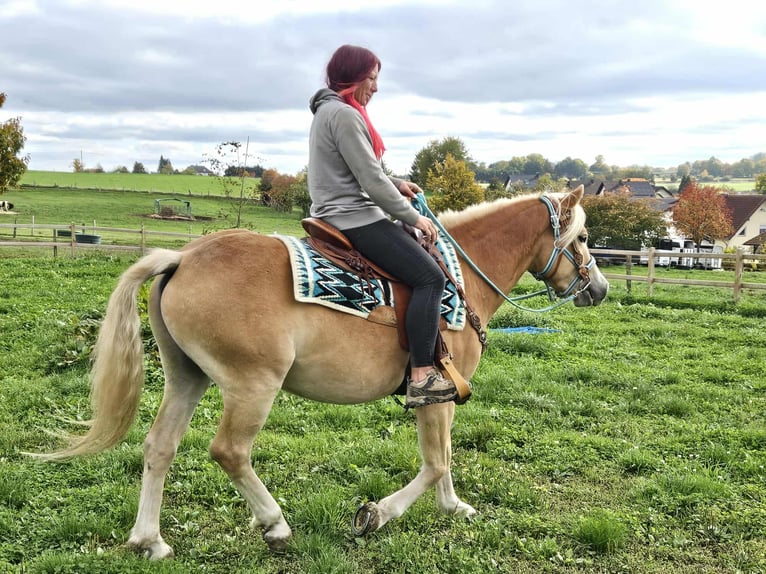 Haflinger Wallach 3 Jahre 150 cm Fuchs in Linkenbach