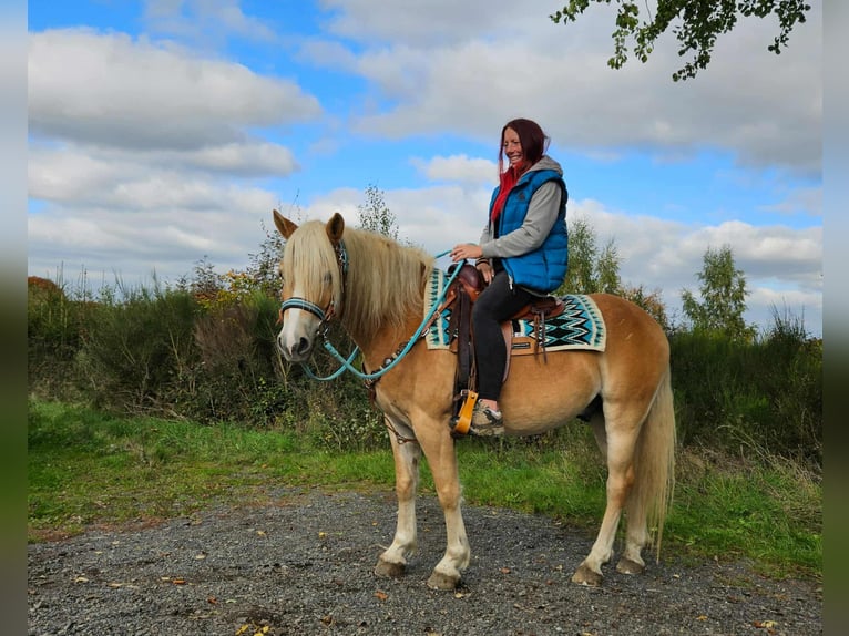 Haflinger Wallach 3 Jahre 150 cm Fuchs in Linkenbach