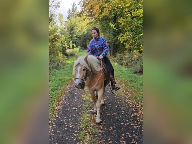 Haflinger Wallach 3 Jahre 150 cm Fuchs in Linkenbach