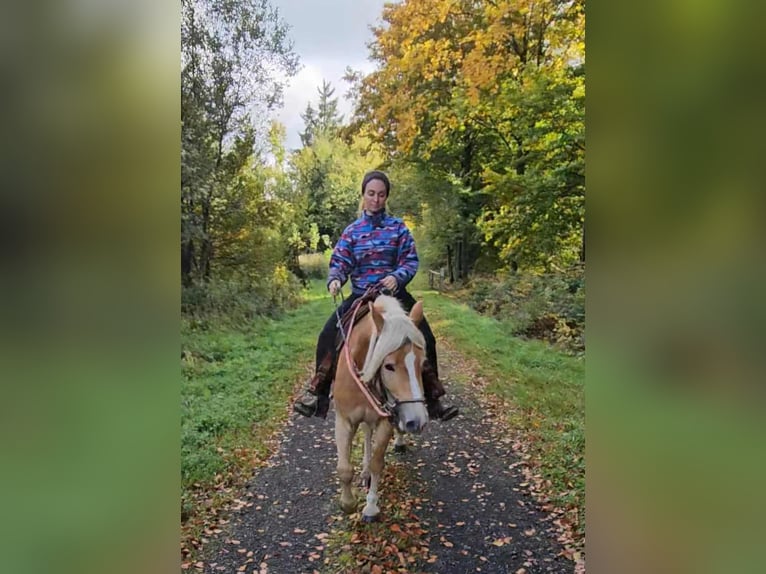 Haflinger Wallach 3 Jahre 150 cm Fuchs in Linkenbach