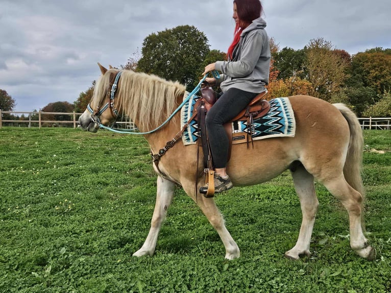 Haflinger Wallach 3 Jahre 150 cm Fuchs in Linkenbach