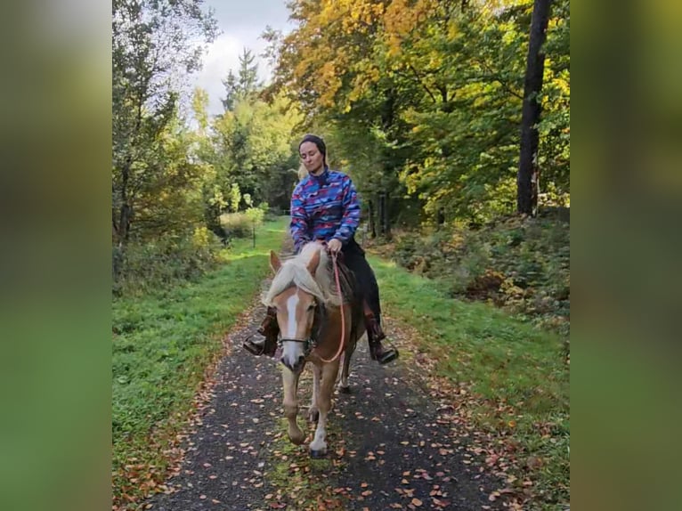 Haflinger Wallach 3 Jahre 150 cm Fuchs in Linkenbach