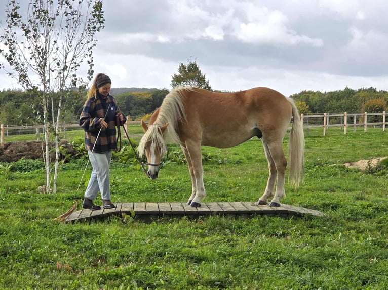 Haflinger Wallach 3 Jahre 150 cm Fuchs in Linkenbach