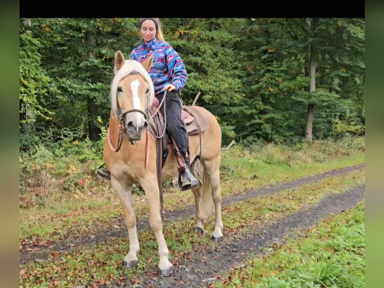 Haflinger Wallach 3 Jahre 150 cm Fuchs in Linkenbach