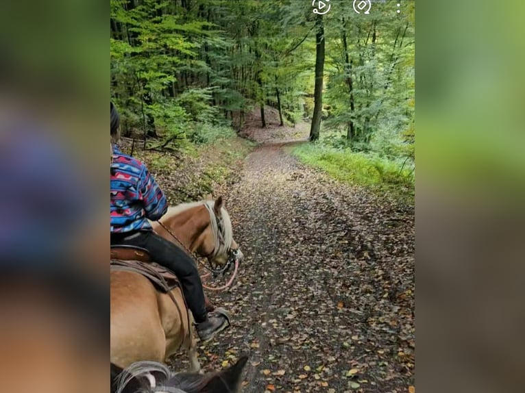 Haflinger Wallach 3 Jahre 150 cm Fuchs in Linkenbach