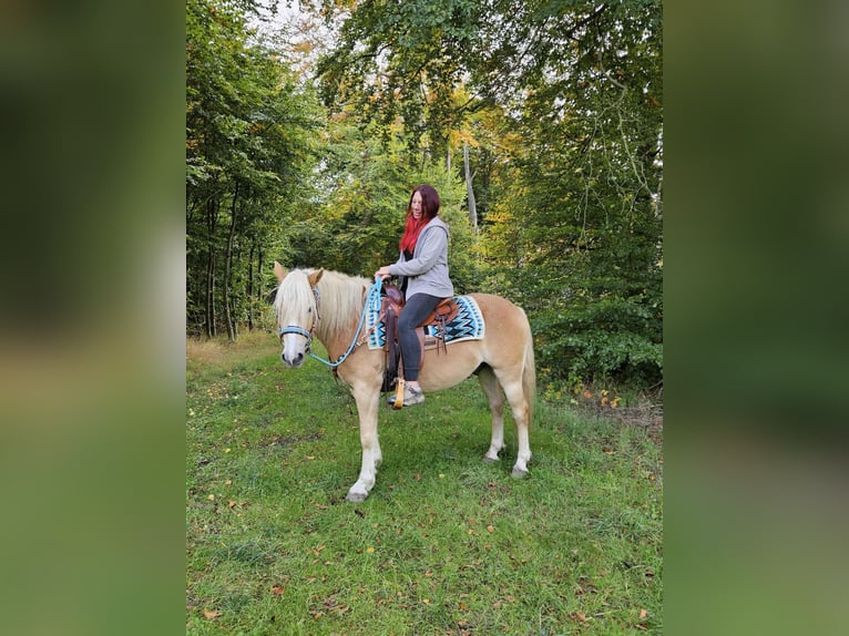 Haflinger Wallach 3 Jahre 150 cm Fuchs in Linkenbach