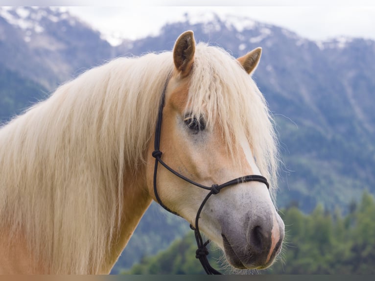 haflinger siberia