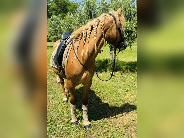 Haflinger Wallach 3 Jahre 150 cm Fuchs in Sedena