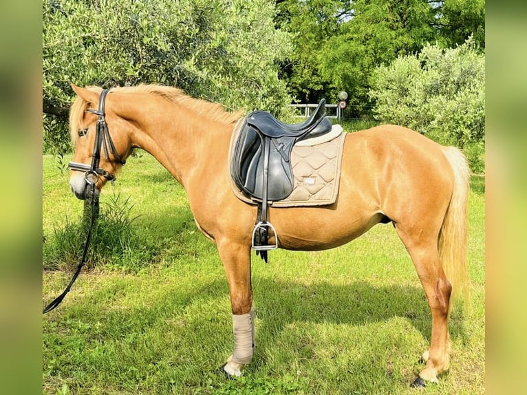 Haflinger Wallach 3 Jahre 150 cm Fuchs in Sedena