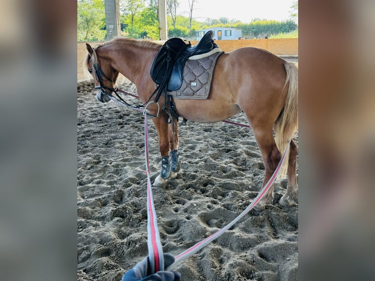 Haflinger Wallach 3 Jahre 150 cm Fuchs in Sedena