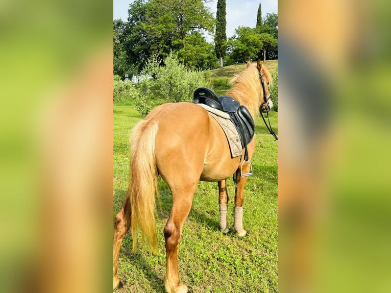 Haflinger Wallach 3 Jahre 150 cm Fuchs in Sedena