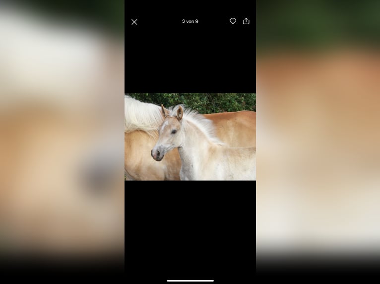 Haflinger Wallach 3 Jahre 150 cm Fuchs in Rösrath