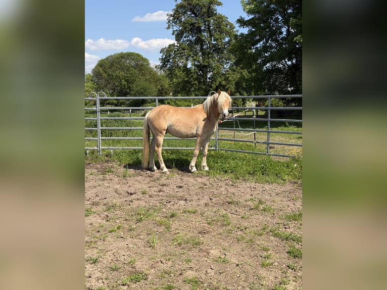Haflinger Wallach 3 Jahre 150 cm Fuchs in Rösrath