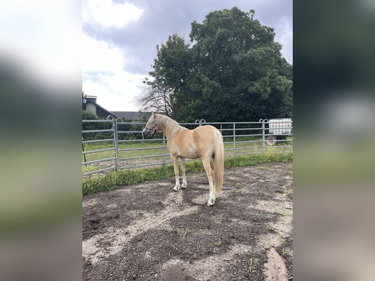 Haflinger Wallach 3 Jahre 150 cm Fuchs in Rösrath