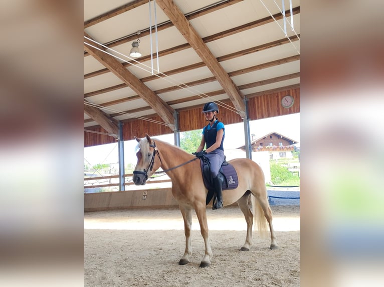 Haflinger Wallach 3 Jahre 151 cm Fuchs in Schleedorf