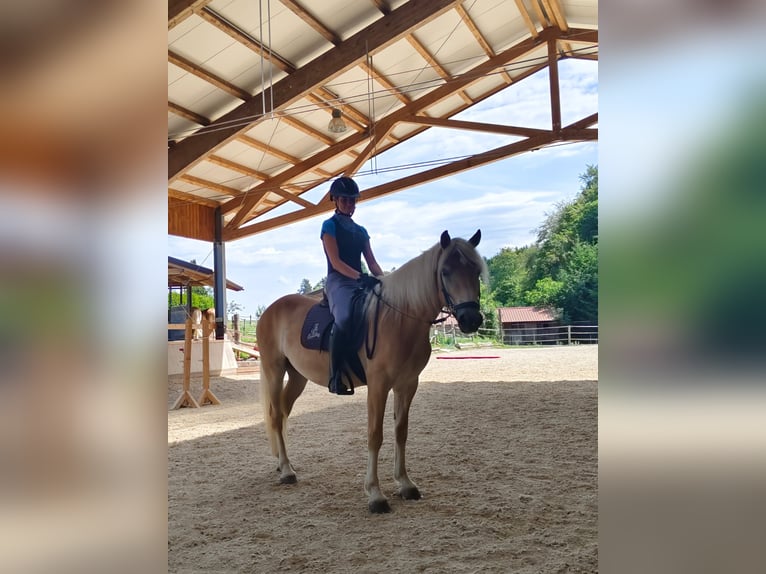 Haflinger Wallach 3 Jahre 151 cm Fuchs in Schleedorf