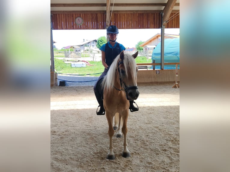 Haflinger Wallach 3 Jahre 151 cm Fuchs in Schleedorf