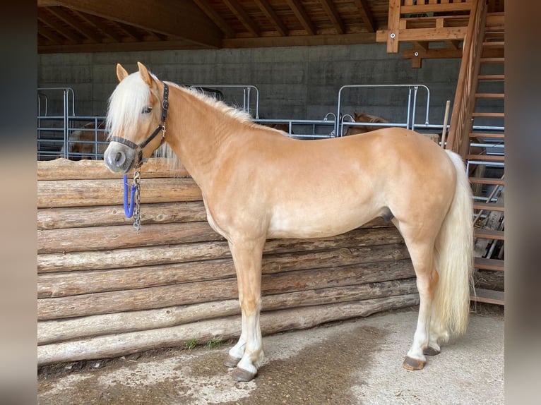 Haflinger Wallach 3 Jahre 151 cm Fuchs in Bozen/Südtirol