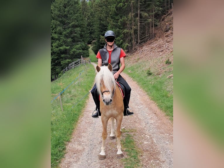 Haflinger Wallach 3 Jahre 151 cm Fuchs in Bozen/Südtirol