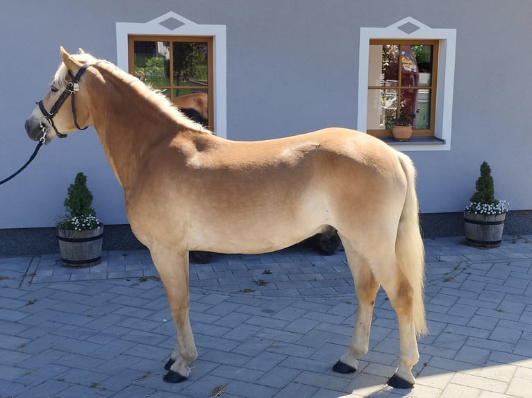 Haflinger Wallach 3 Jahre 151 cm Fuchs in Schleedorf