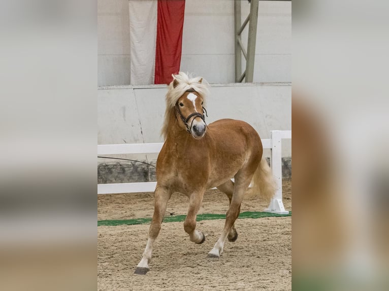 Haflinger Wallach 3 Jahre 151 cm Fuchs in Schleedorf