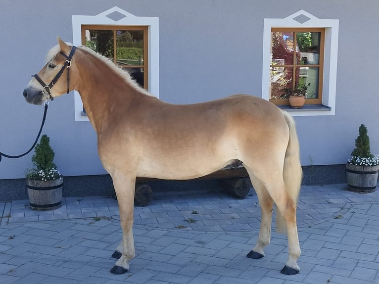Haflinger Wallach 3 Jahre 151 cm Fuchs in Schleedorf