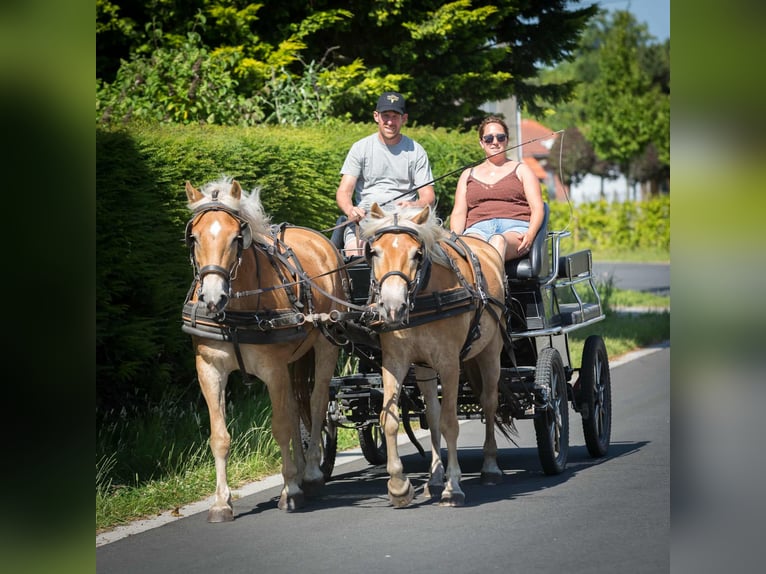 Haflinger Wallach 3 Jahre 151 cm Palomino in Maldegem