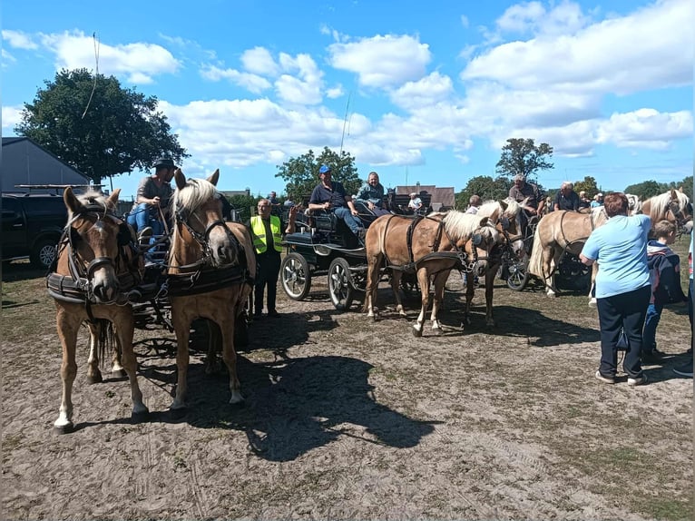 Haflinger Wallach 3 Jahre 151 cm Palomino in Maldegem