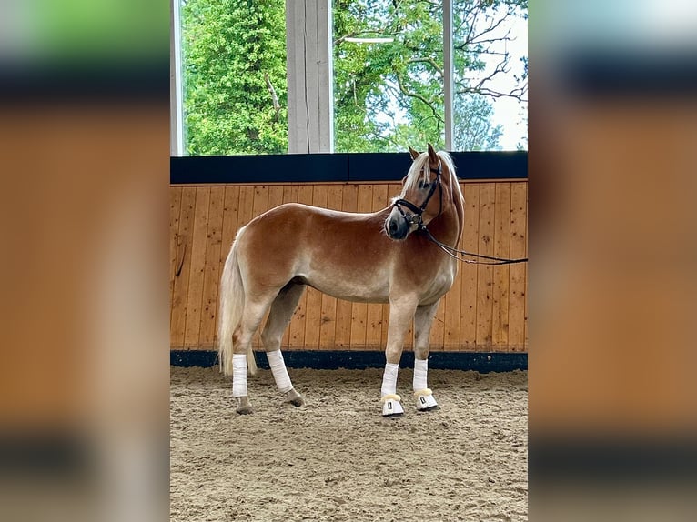 Haflinger Wallach 3 Jahre 152 cm  in Kropp
