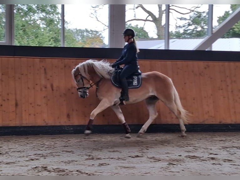 Haflinger Wallach 3 Jahre 152 cm  in Kropp