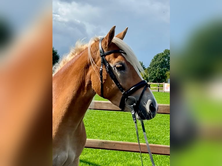 Haflinger Wallach 3 Jahre 152 cm  in Kropp