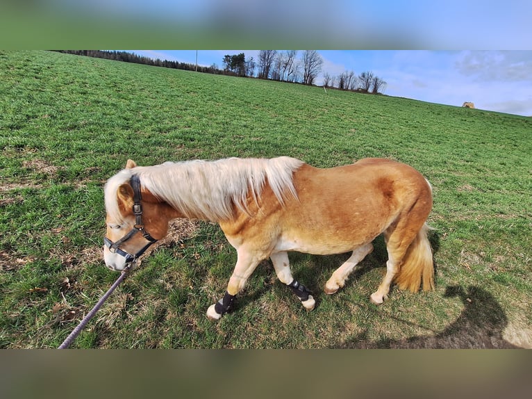Haflinger Wallach 3 Jahre 152 cm Falbe in Lichtenegg