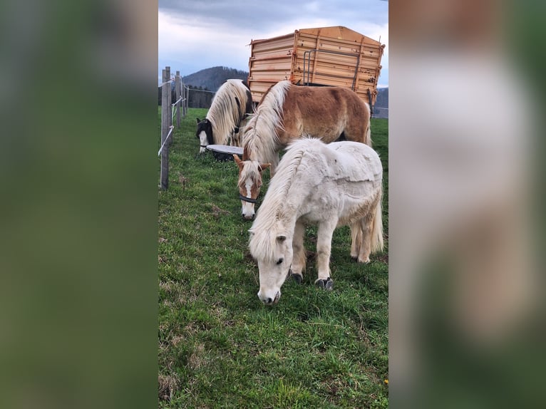 Haflinger Wallach 3 Jahre 152 cm Falbe in Lichtenegg