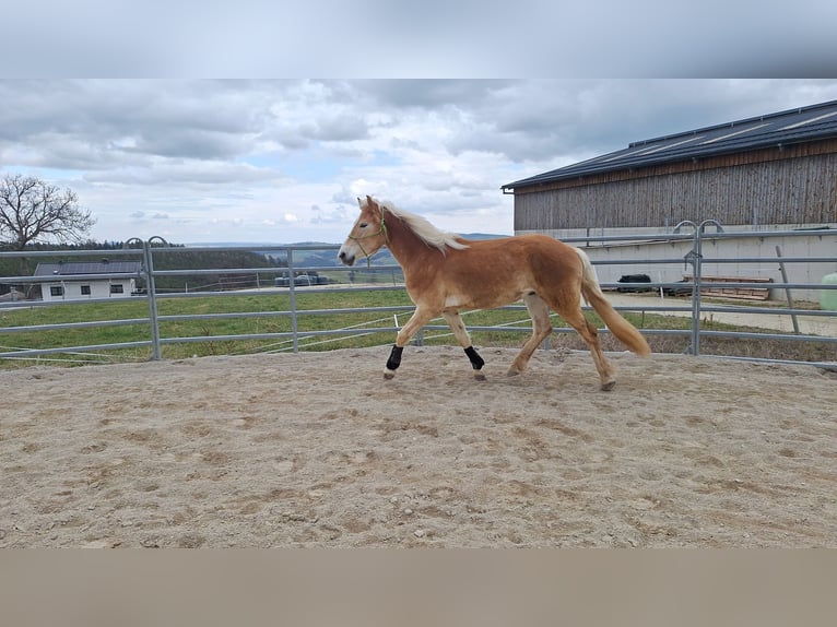 Haflinger Wallach 3 Jahre 152 cm Falbe in Lichtenegg