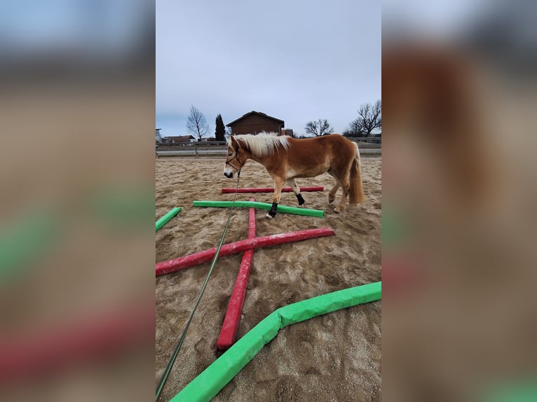 Haflinger Wallach 3 Jahre 152 cm Falbe in Lichtenegg