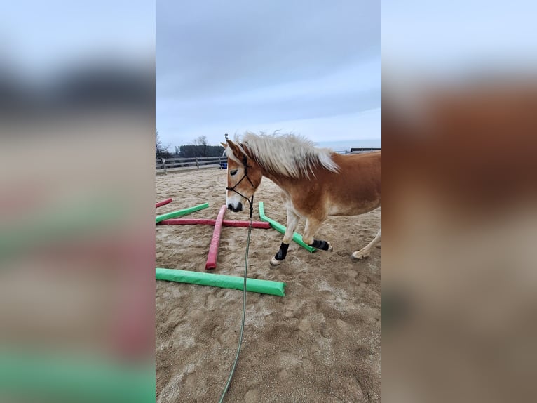 Haflinger Wallach 3 Jahre 152 cm Falbe in Lichtenegg