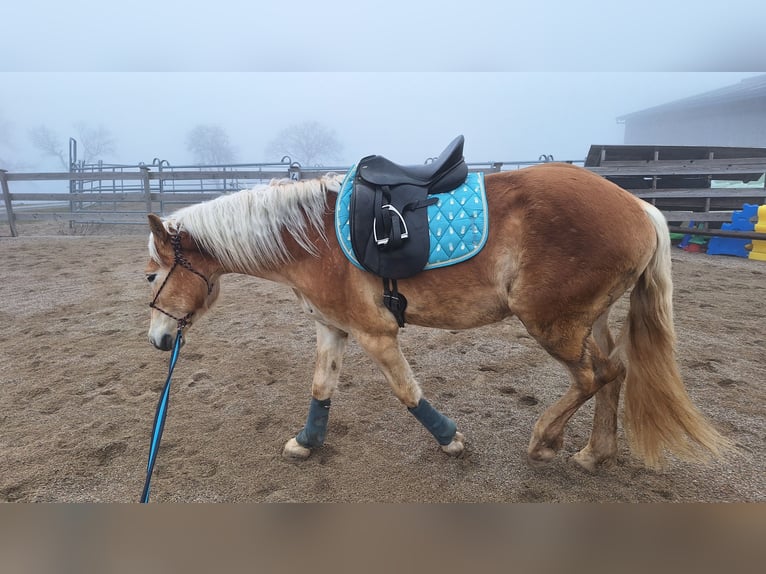 Haflinger Wallach 3 Jahre 152 cm Falbe in Lichtenegg