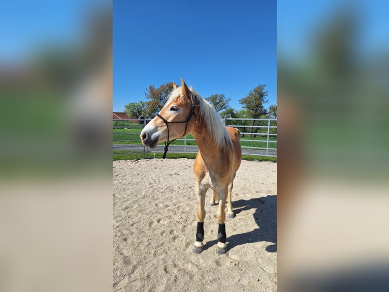 Haflinger Wallach 3 Jahre 152 cm Falbe in Lichtenegg